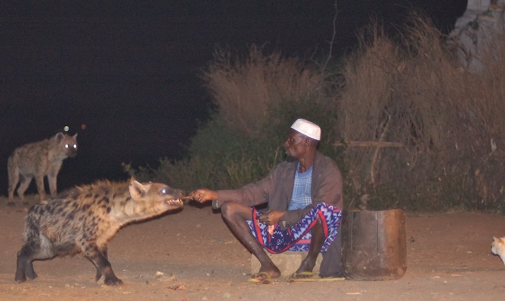 Tradizione dell'uomo che nutre le iene a Harar